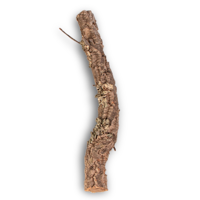 30cm Cork Oak Branch for Reptiles